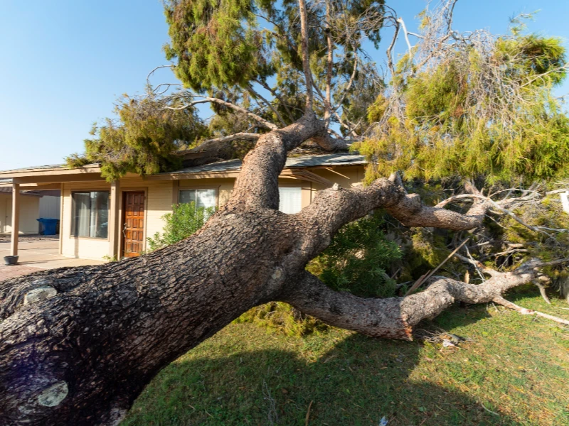 Large fallen tree resting on the roof of a single-story house. storm damage repair